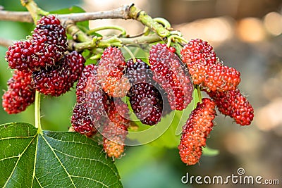 Mulberry Morus alba Stock Photo
